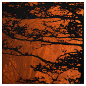 Wunderbare Pferde Stoff (Muster)