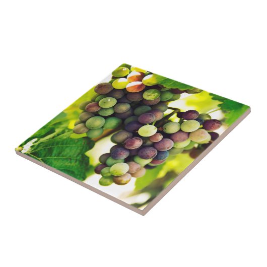 Wunderbare Rebe-Trauben, Natur, Herbst-Fall Sun Fliese (Seite)