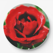 Wunderbare Rote Rose Liebe Pappteller (Vorderseite)