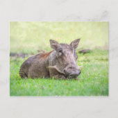Wunderbare Warthog Postkarte (Vorderseite)