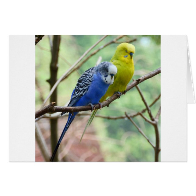 Wunderbarer Budgie (Vorderseite (Horizontal))