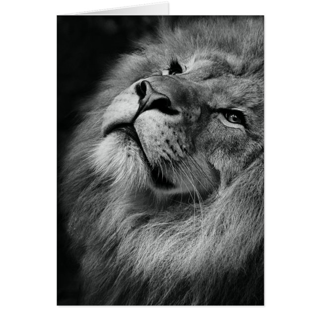 Wunderbarer Löwe (Vorne)