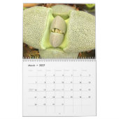 Wunderbarer Sukkulatur-Kalender Kalender (Mär 2027)
