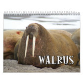 Wunderbarer Walross-Wandkalender Kalender (Titelbild)
