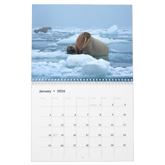Wunderbarer Walross-Wandkalender Kalender (Jan 2026)