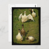 Wunderbarer Wasservogel Postkarte (Vorne/Hinten)