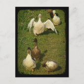 Wunderbarer Wasservogel Postkarte (Vorderseite)