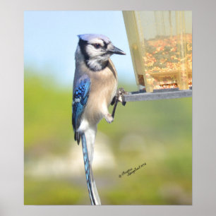 Wunderbares Blue Jay Poster oder Print