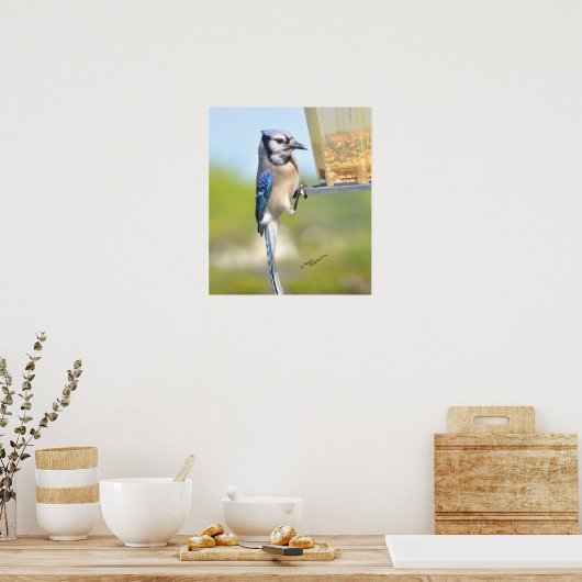 Wunderbares Blue Jay Poster oder Print (Küche)