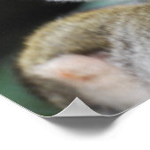 Wunderbares Eichhörnchen-Monkey-Poster Poster (Ecke)