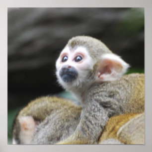 Wunderbares Eichhörnchen-Monkey-Poster Poster