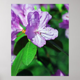 Wunderbares Lavendel-Poster II Poster