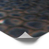 Wunderbares Schildkrötenposter! Poster (Ecke)