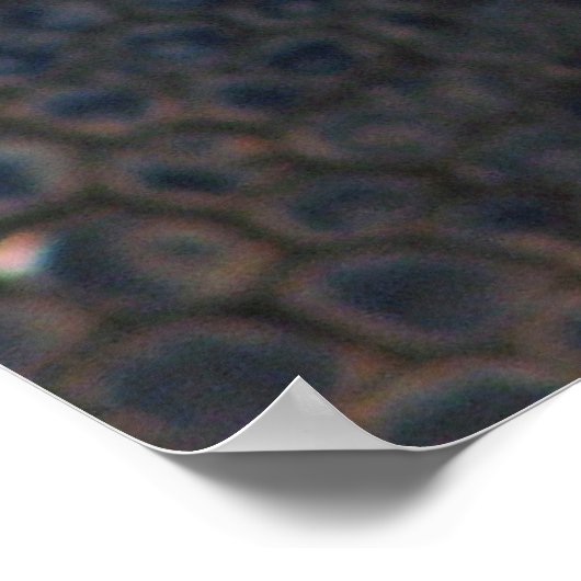 Wunderbares Schildkrötenposter! Poster (Ecke)