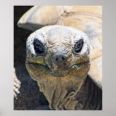 Wunderbares Schildkrötenposter! Poster (Vorne)
