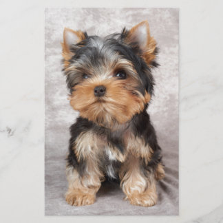 Wunderbares yorkie briefpapier