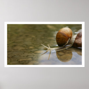 Wunderschnecke im Wasser gespiegelt Poster