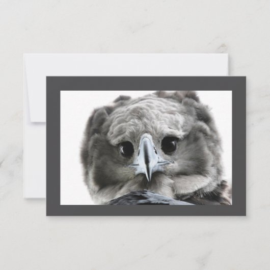 "Wunderschön Harpy Eagle" Dankeskarte (Vorderseite)
