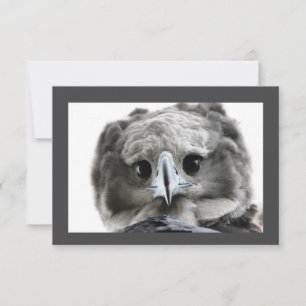 "Wunderschön Harpy Eagle" Dankeskarte