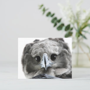 "Wunderschön Harpy Eagle" Postkarte