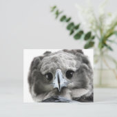 "Wunderschön Harpy Eagle" Postkarte (Stehend Vorderseite)
