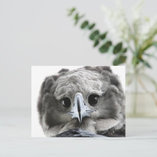 "Wunderschön Harpy Eagle" Postkarte (Stehend Vorderseite)