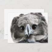 "Wunderschön Harpy Eagle" Postkarte (Vorne/Hinten)