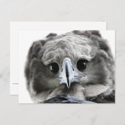 "Wunderschön Harpy Eagle" Postkarte (Vorne/Hinten)