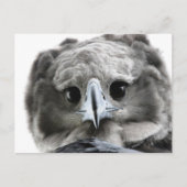 "Wunderschön Harpy Eagle" Postkarte (Vorderseite)