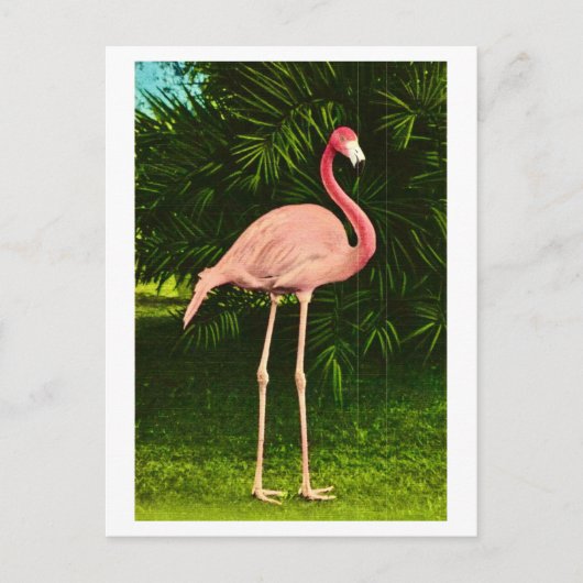 Wunderschön rosa Flamingo Postkarte (Vorderseite)