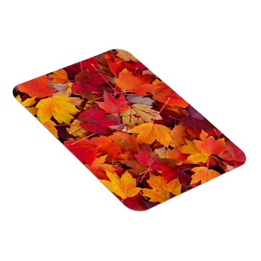 Wunderschöne Ahornbäume-Blätter Magnet (Rechte Seite)