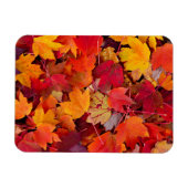 Wunderschöne Ahornbäume-Blätter Magnet (Horizontal)