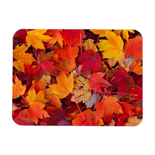 Wunderschöne Ahornbäume-Blätter Magnet (Horizontal)