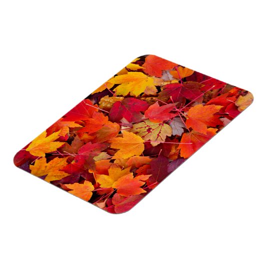 Wunderschöne Ahornbäume-Blätter Magnet (Linke Seite)