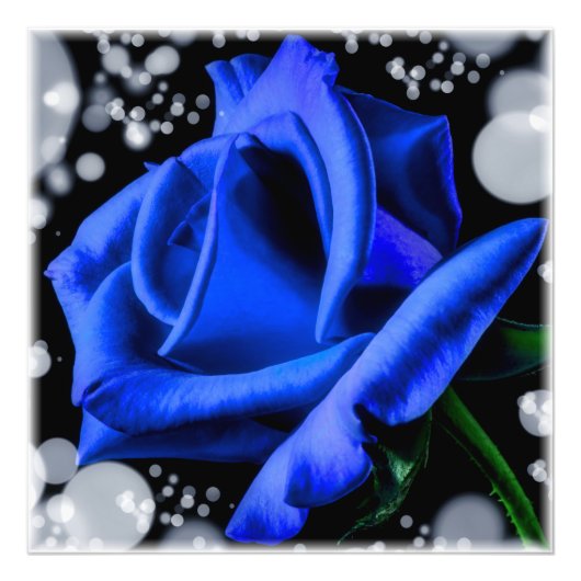 Wunderschöne blaue Rose Fotodruck (Vorne)