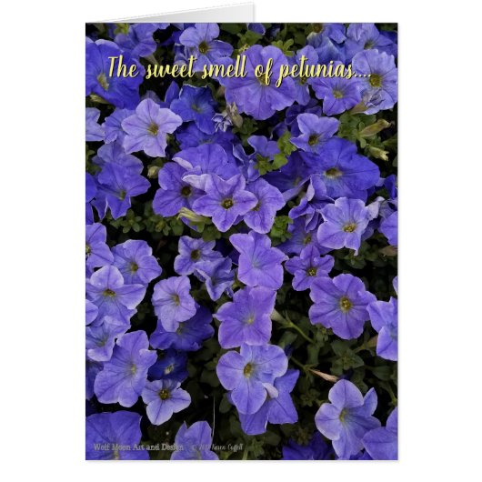 Wunderschöne blaue violette Petunienblumen Foto (Vorne)