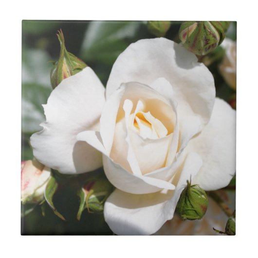 wunderschöne Blume mit weißer Rose. Liebe und Roma Fliese (Vorderseite)