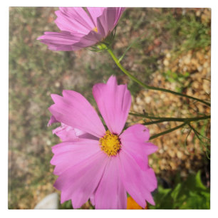 Wunderschöne Cosmo-Blumen Sommerblüte Fliese