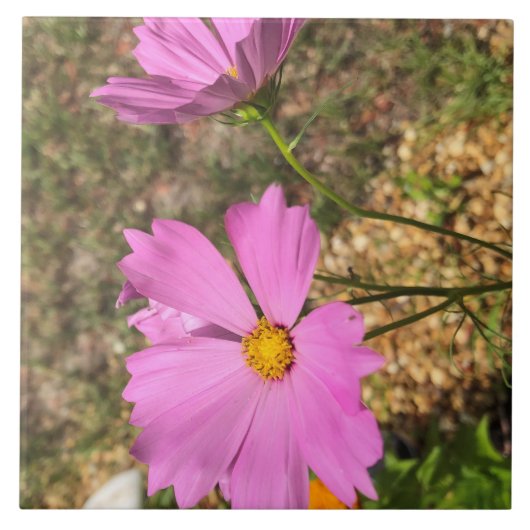 Wunderschöne Cosmo-Blumen Sommerblüte Fliese (Vorderseite)