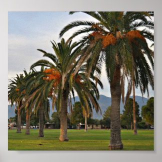Wunderschöne Dattelbäume Poster