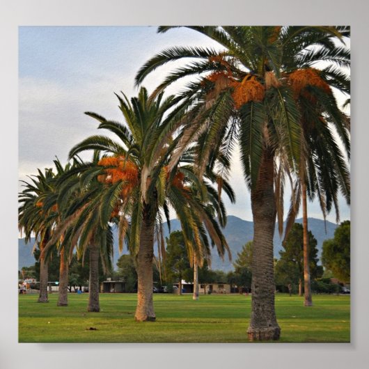 Wunderschöne Dattelbäume Poster (Vorne)