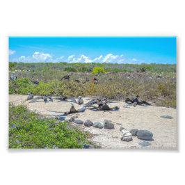 Wunderschöne Frigatebirds, die ihre Flügel trocken Fotodruck