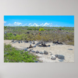 Wunderschöne Frigatebirds, die ihre Flügel trocken Poster