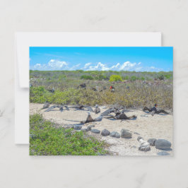 Wunderschöne Frigatebirds, die ihre Flügel trocken Postkarte