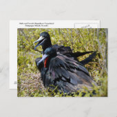 Wunderschöne Frigatebirds in Liebe Postkarte (Vorne/Hinten)