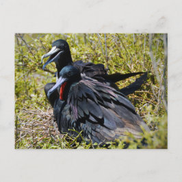 Wunderschöne Frigatebirds in Liebe Postkarte