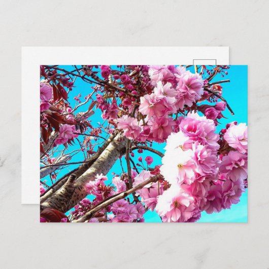 Wunderschöne Frühlingskirsche blüht digitale Maler Postkarte (Vorne/Hinten)