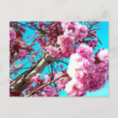 Wunderschöne Frühlingskirsche blüht digitale Maler Postkarte (Vorderseite)