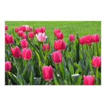 wunderschöne Frühlingsrosatulpenblumen