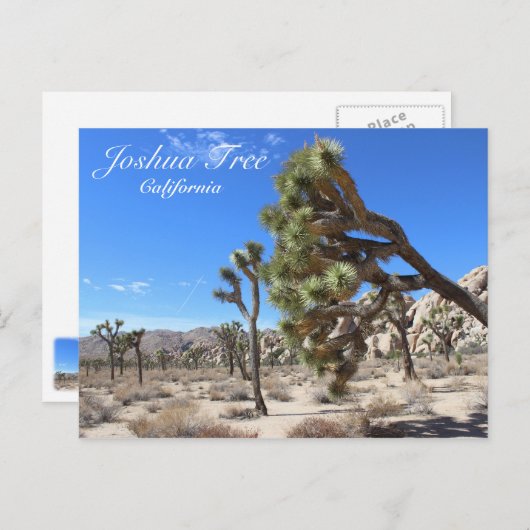Wunderschöne Joshua Tree Postcard! Postkarte (Vorne/Hinten)